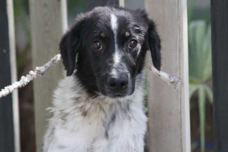 Üzeri sıcak zifte bulanıp çakıl taşları katmanı oluşan köpek hayata tutunmayı başardı