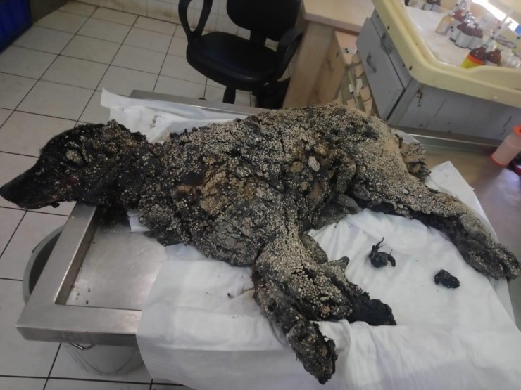 Üzeri sıcak zifte bulanıp çakıl taşları katmanı oluşan köpek hayata tutunmayı başardı