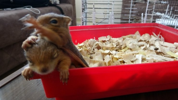 Yavru sincaplar evin neşesi oldu