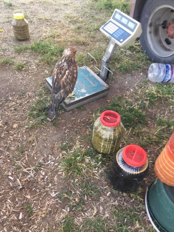 Yabani kızıl şahinleri elleriyle besliyor