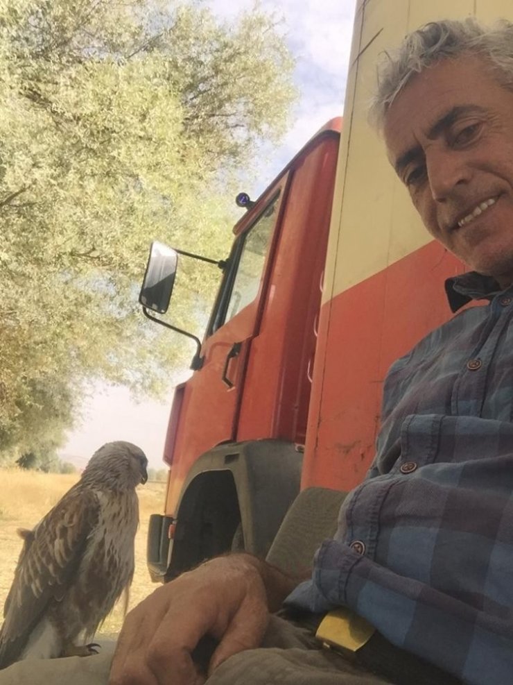 Yabani kızıl şahinleri elleriyle besliyor