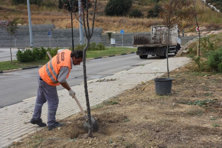 Bilecik Belediyesi tarafından üretilen saksı fidanlar toprakla buluşuyor