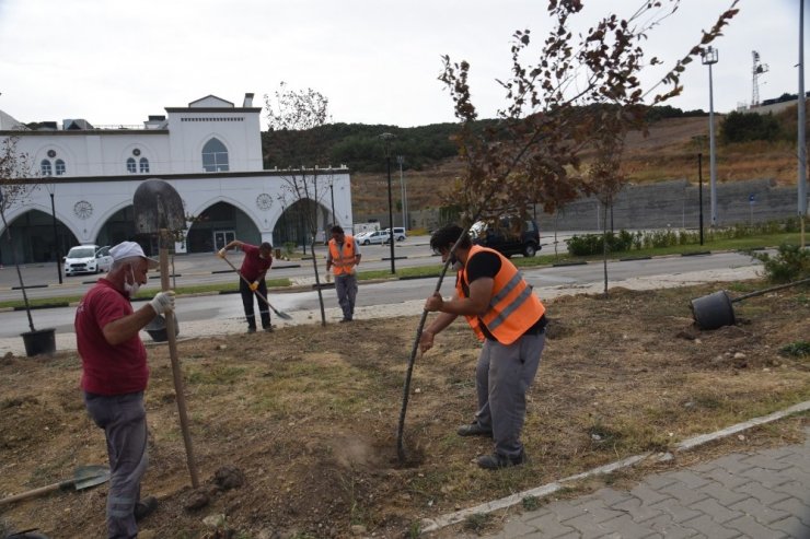 Bilecik Belediyesi tarafından üretilen saksı fidanlar toprakla buluşuyor