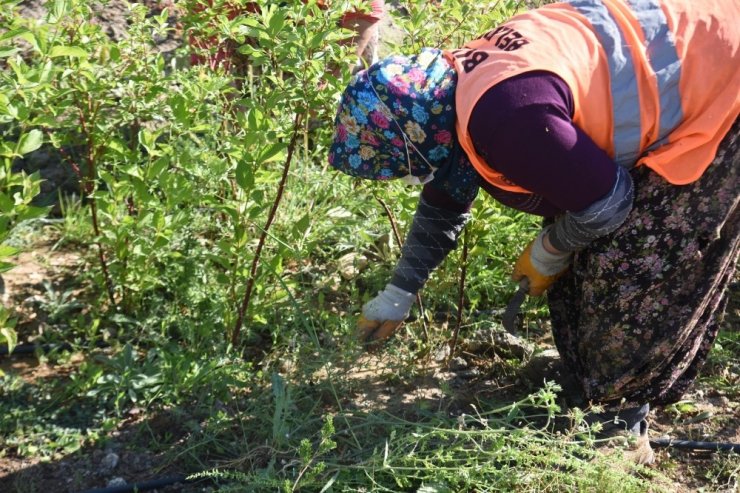 Bilecik Belediyesi tarafından üretilen saksı fidanlar toprakla buluşuyor