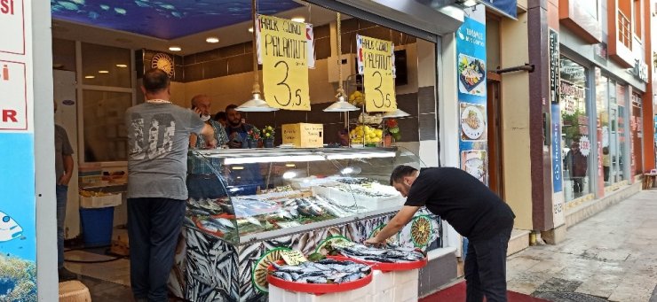 Düzce’de palamut 3,5 liraya kadar düştü