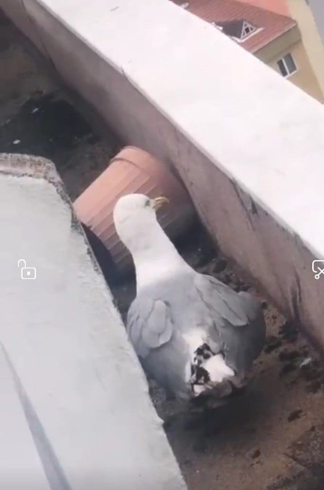 Çatıdaki yaralı martıya Ümraniye Belediyesi ekipleri müdahale etti
