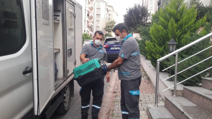 Çatıdaki yaralı martıya Ümraniye Belediyesi ekipleri müdahale etti