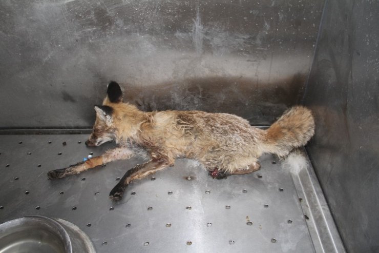 Elazığ’da bitkin halde bulunan tilki tedavi altına alındı