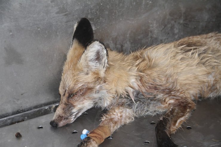 Elazığ’da bitkin halde bulunan tilki tedavi altına alındı