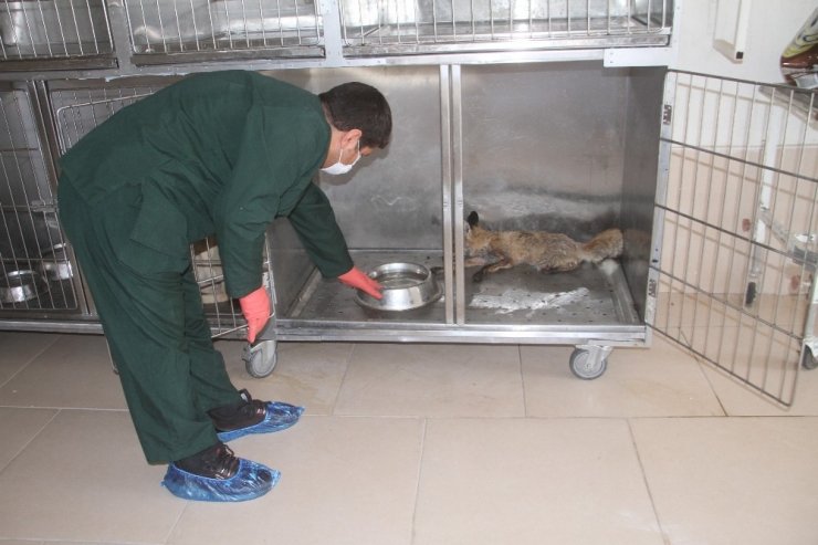 Elazığ’da bitkin halde bulunan tilki tedavi altına alındı