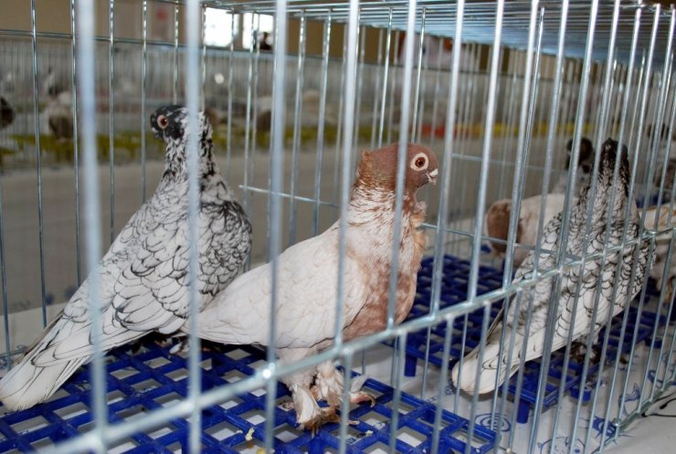 Manisa’nın asırlık güvercini "Hünkari" tescillendi