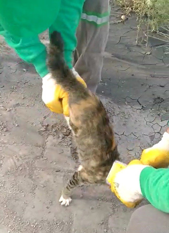 Kafası teneke kutuya sıkışan kediyi temizlik işçisi kurtardı
