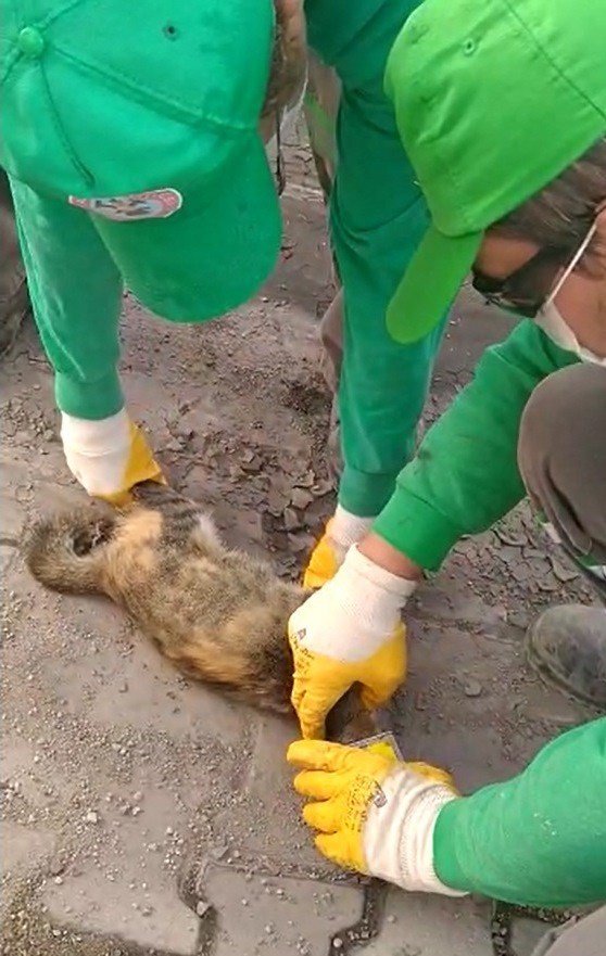Kafası teneke kutuya sıkışan kediyi temizlik işçisi kurtardı