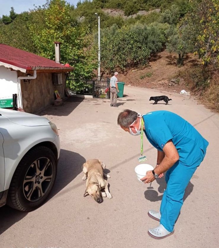 Sokak köpeklerine sosisli ilaçlama