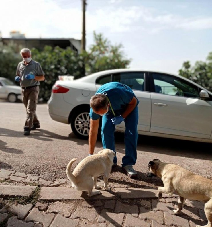 Sokak köpeklerine sosisli ilaçlama