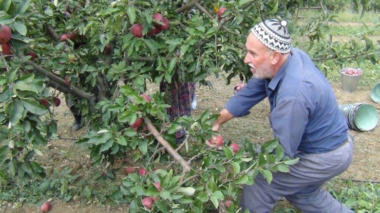 Elma hasadı başladı, lodos büyük zarar verdi