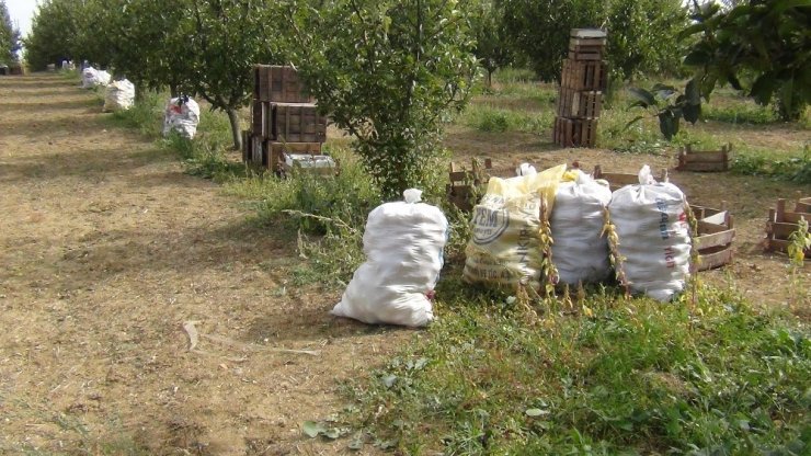 Elma hasadı başladı, lodos büyük zarar verdi