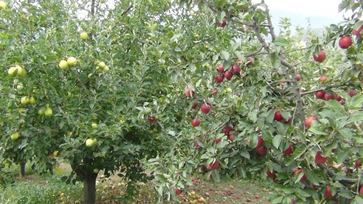 Elma hasadı başladı, lodos büyük zarar verdi