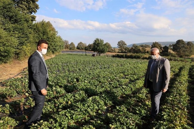 Ahududu ve böğürtlen yetiştiriciliği merkezi olacak