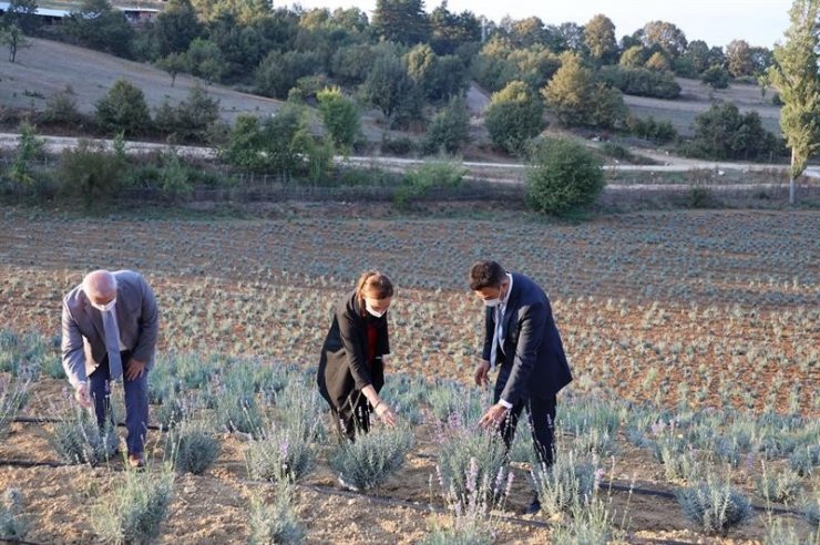Ahududu ve böğürtlen yetiştiriciliği merkezi olacak