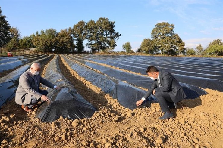 Ahududu ve böğürtlen yetiştiriciliği merkezi olacak