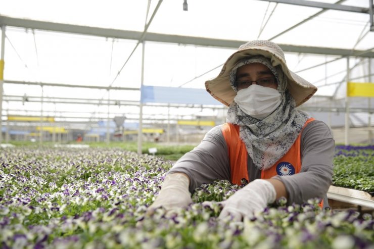 Antalya’nın kışlık çiçekleri hazır