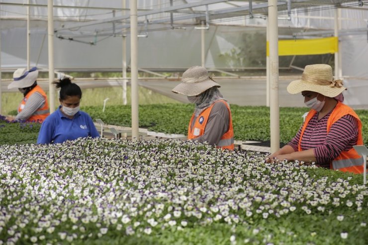 Antalya’nın kışlık çiçekleri hazır