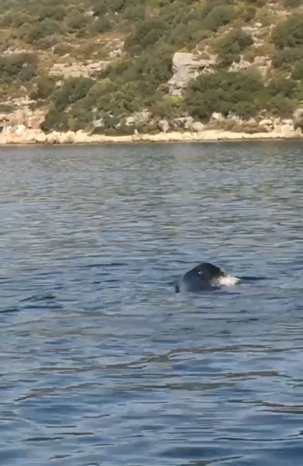 Akdeniz fokundan ibretlik ‘çöp tepkisi’