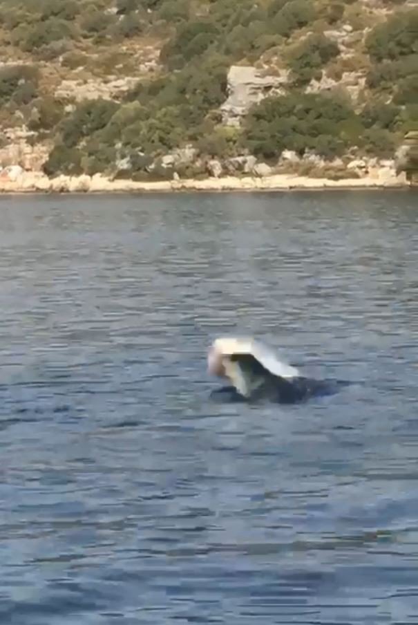 Akdeniz fokundan ibretlik ‘çöp tepkisi’