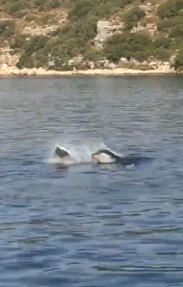 Akdeniz fokundan ibretlik ‘çöp tepkisi’