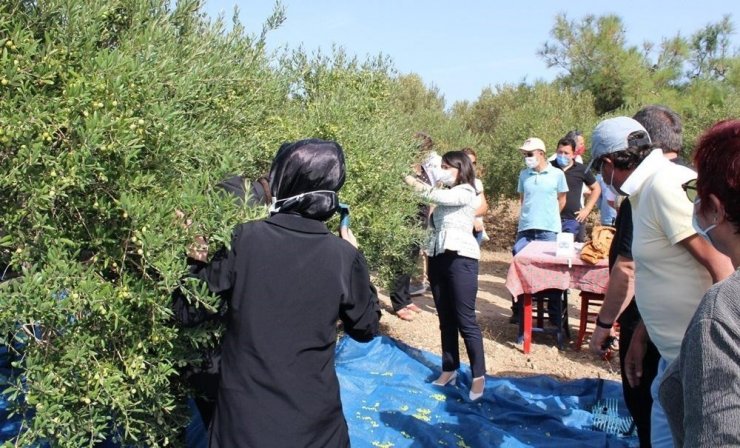 Bozcaada’da zeytin hasadı başladı, ilk zeytini ilçenin kadın kaymakamı topladı