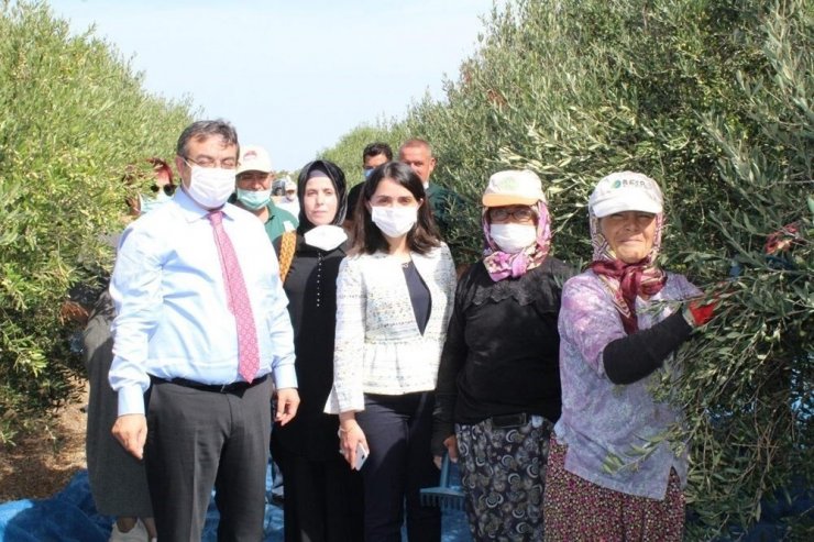 Bozcaada’da zeytin hasadı başladı, ilk zeytini ilçenin kadın kaymakamı topladı