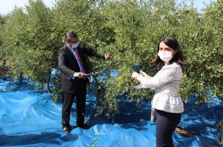 Bozcaada’da zeytin hasadı başladı, ilk zeytini ilçenin kadın kaymakamı topladı