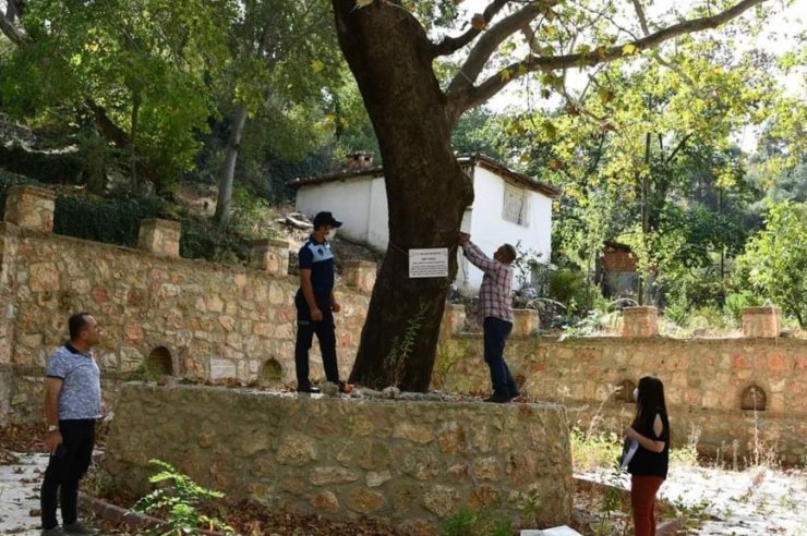 Buldan’da asırlık 7 adet çınar ağacına, “Anıt ağaç” levhaları asıldı