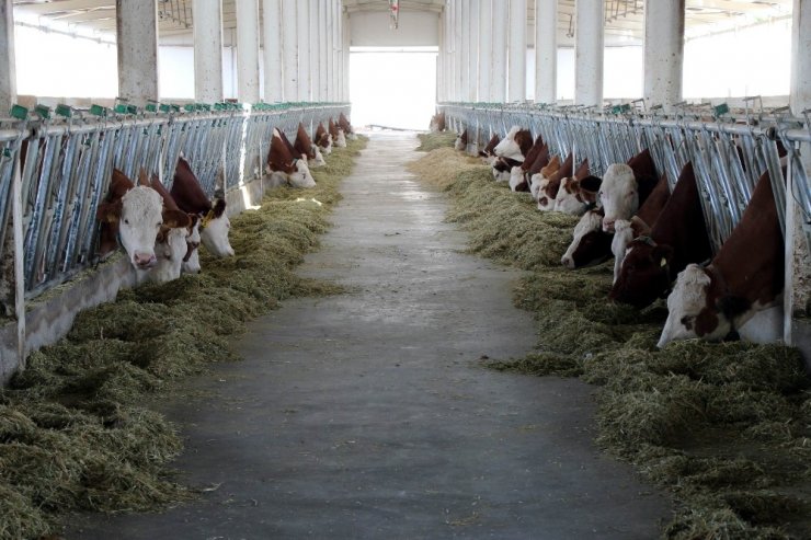 Hollanda’da yaşayan gurbetçi vatandaş tarım ve hayvancılık için Türkiye’ye döndü