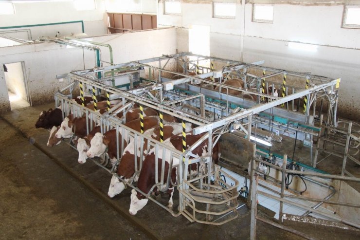 Hollanda’da yaşayan gurbetçi vatandaş tarım ve hayvancılık için Türkiye’ye döndü