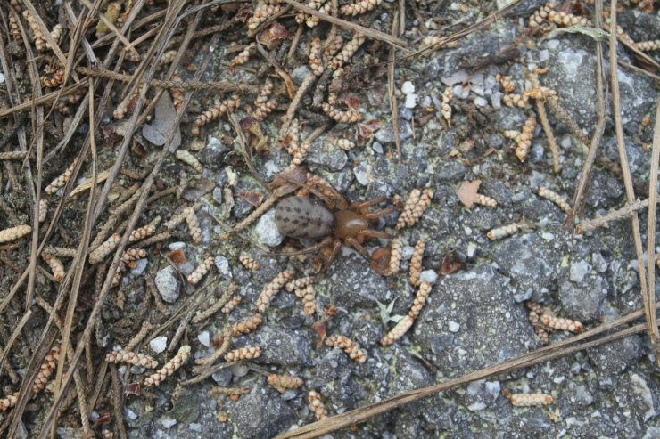 Kıbrıs’a özgü örümcek türü keşfedildi