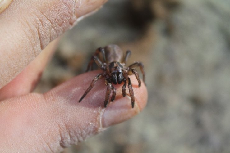 Kıbrıs’a özgü örümcek türü keşfedildi