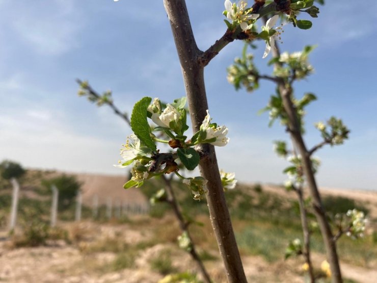 Erik ağacı Ekim ayında çiçek açtı