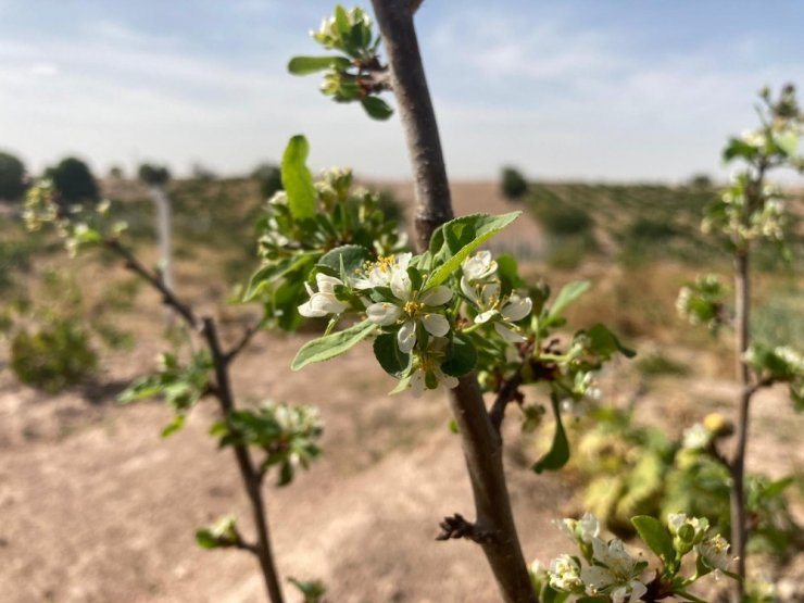 Erik ağacı Ekim ayında çiçek açtı