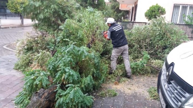 Manisa’da etkili olan fırtına bazı ağaçları devirdi