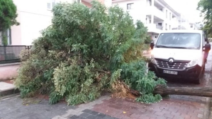 Manisa’da etkili olan fırtına bazı ağaçları devirdi