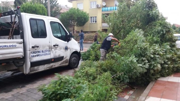 Manisa’da etkili olan fırtına bazı ağaçları devirdi