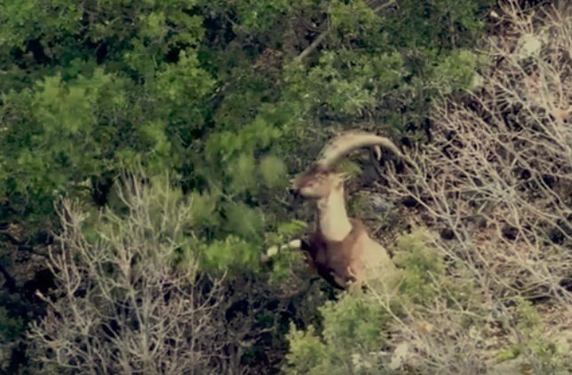 Kaçak yaban keçisi avına 55 bin 554 TL ceza