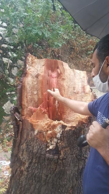 Yıldırım düştü, ağaç parçalandı