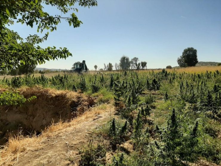 Diyarbakır’da 325 kilo esrar, 373 bin kök kenevir ele geçirildi