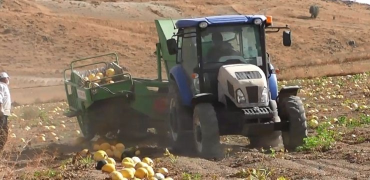 Develi’de kabak hasadı başladı