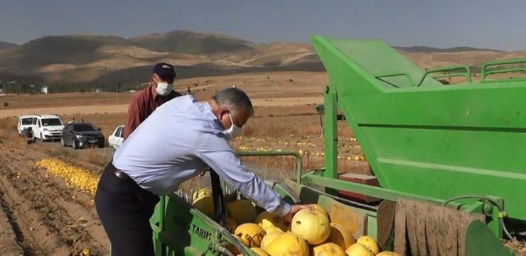 Develi’de kabak hasadı başladı