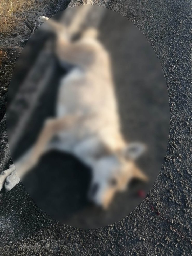 Koyunları telef eden kurt kazada telef oldu