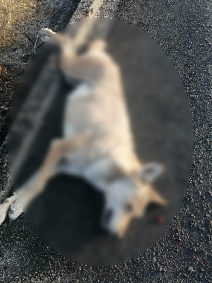 Koyunları telef eden kurt kazada telef oldu